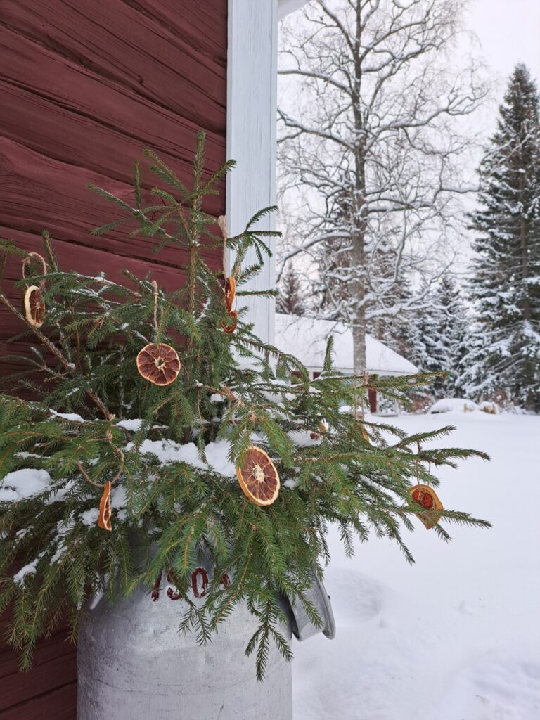Pieni joulukuusi on pystytetty vanhaan maitotonkaan ja koristeltu kuivatuilla appelsiineilla.